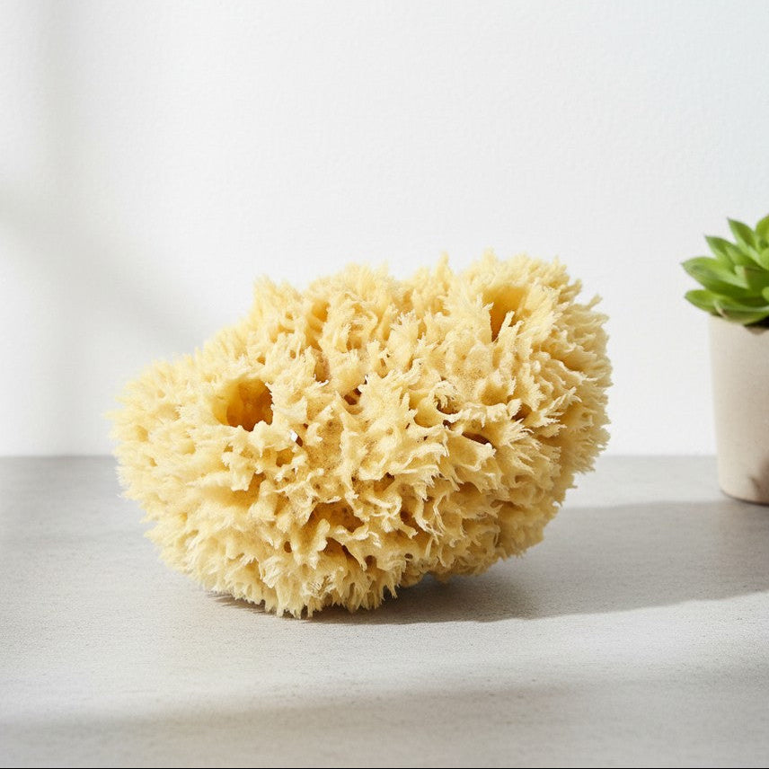Natural sponge on a light surface with a blurred plant in the background