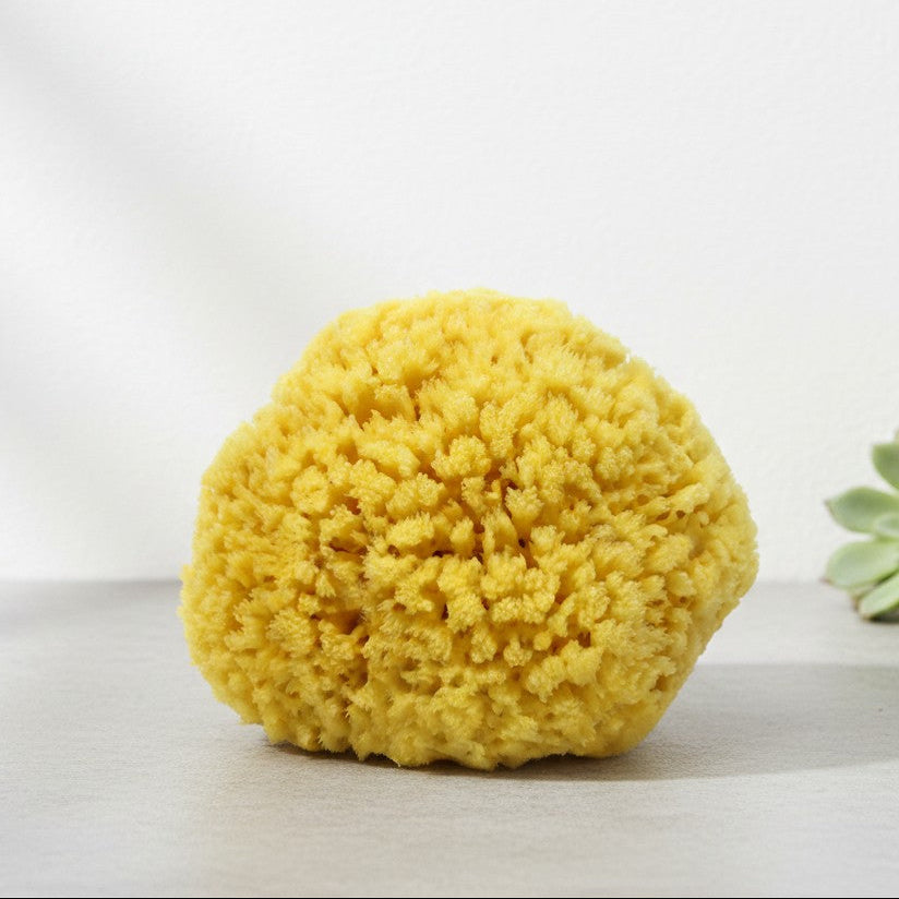 Yellow sponge on a white surface with a succulent plant in the background