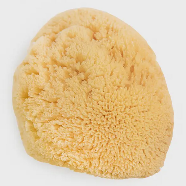 Natural Sea Sponges – Zinnia Body Essentials